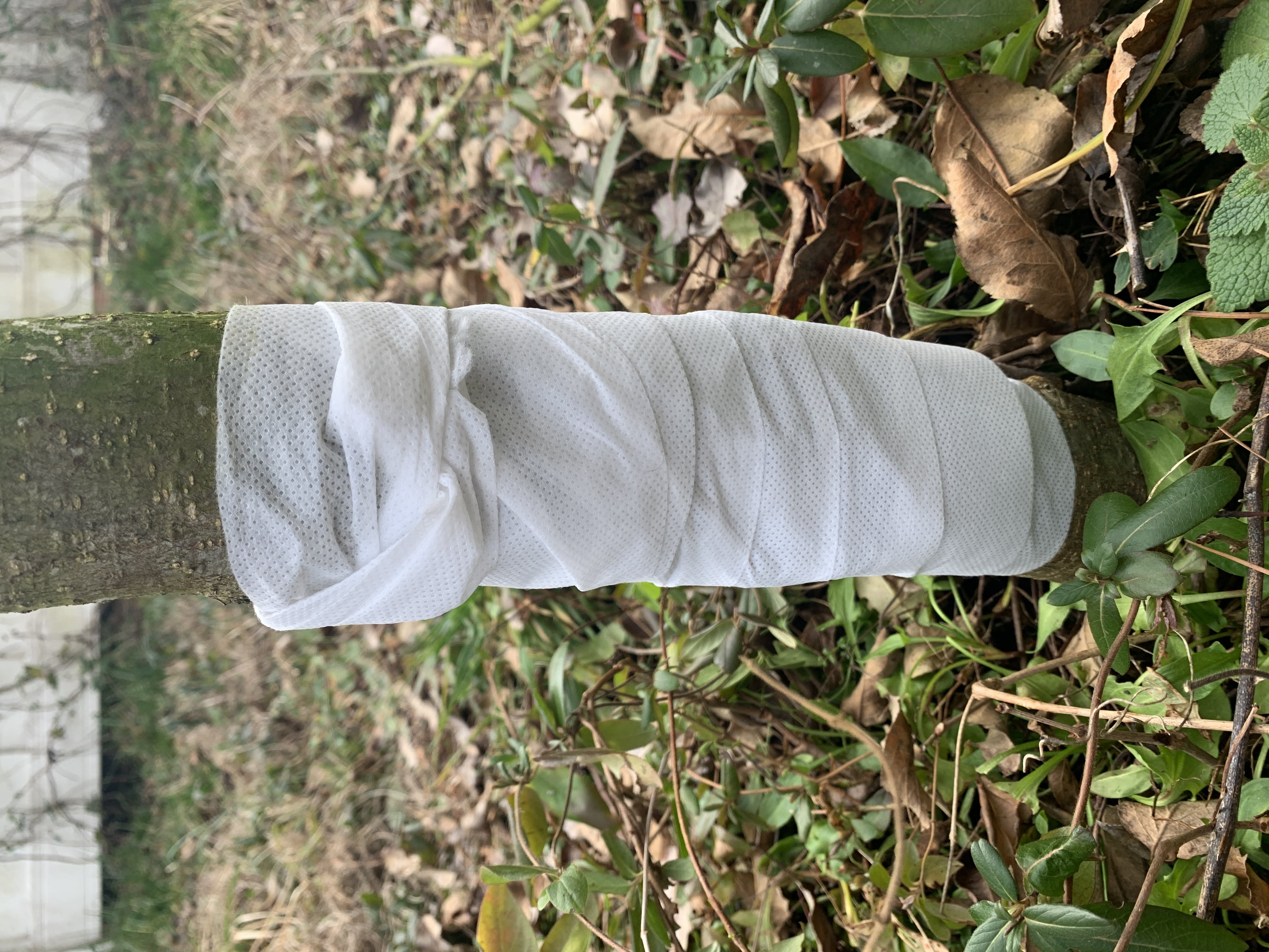 pruning